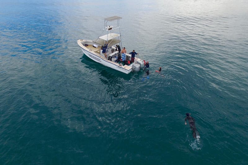 Isla Espíritu Santo y lobos marinos